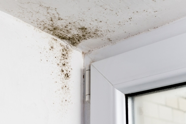 Aggressive Growth of Mold