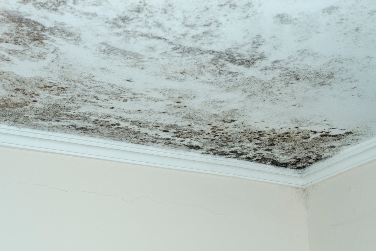 what-causes-black-mold-daily-thrive