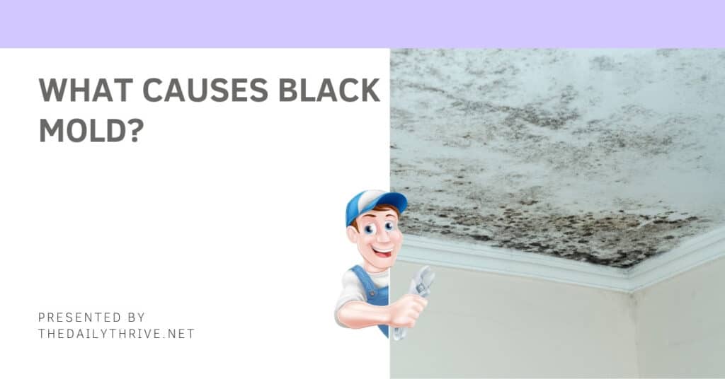 What Causes Black Mold?