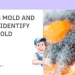 What Is Mold And How To Identify Toxic Mold