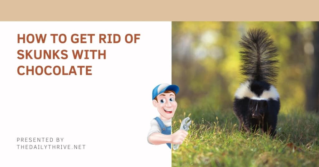 how to get rid of skunks with chocolate